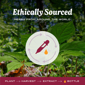 Racines de ginseng asiatique utilisées pour l'extrait Herb Pharm