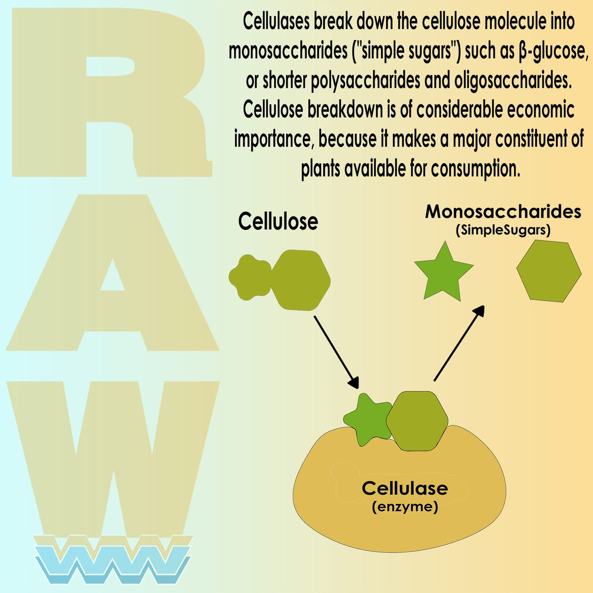 RAW Enzymes 64g sur un fond de jardin
