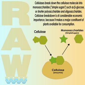 RAW Enzymes 64g sur un fond de jardin
