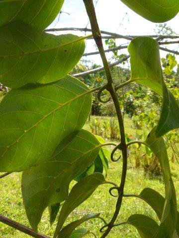 Reparagen Plus Glucosamine avec des légumes frais en arrière-plan