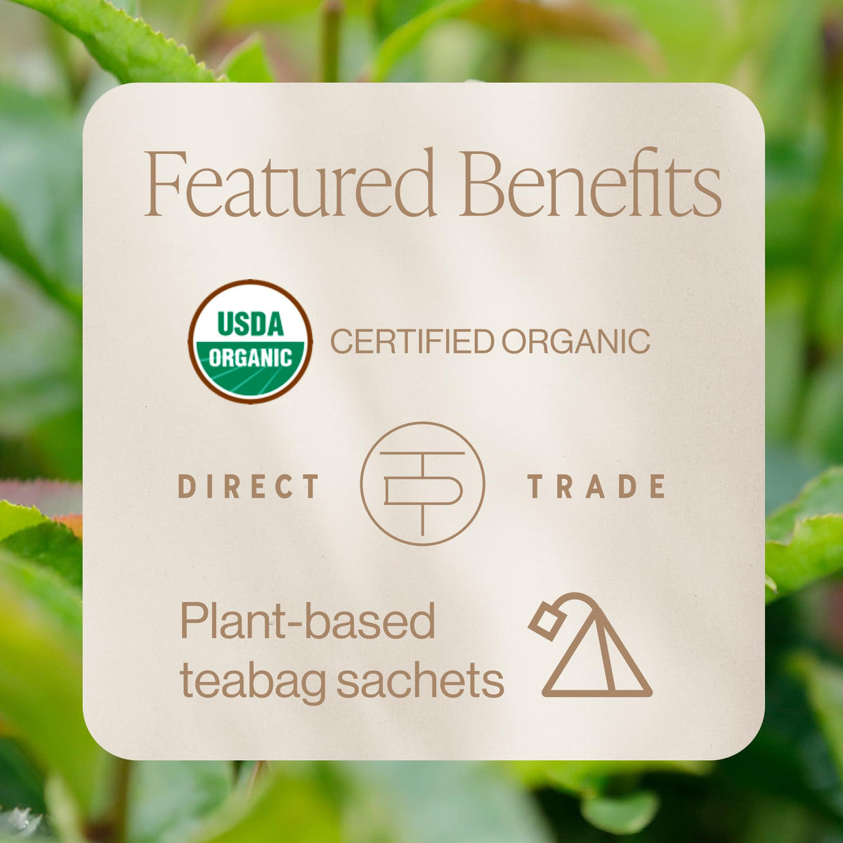 Rishi Tea Rituel Thé Vert Bio sachets avec une tasse de thé