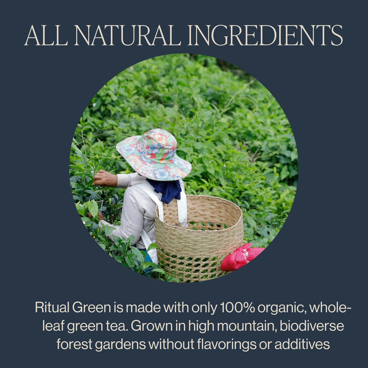 Rishi Tea Rituel Thé Vert Bio sachets dans leur emballage