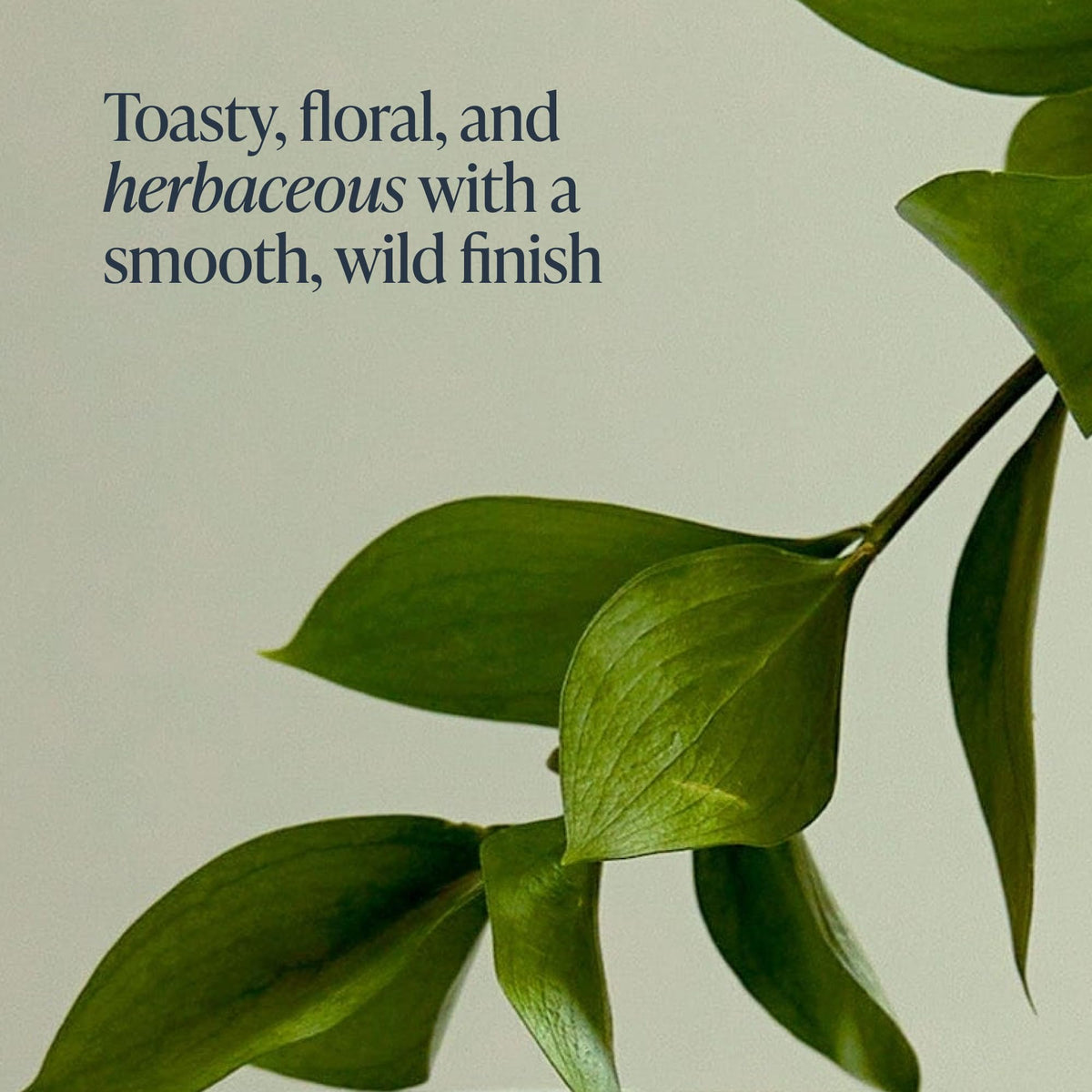Rishi Tea Rituel Thé Vert Bio sachets sur une table
