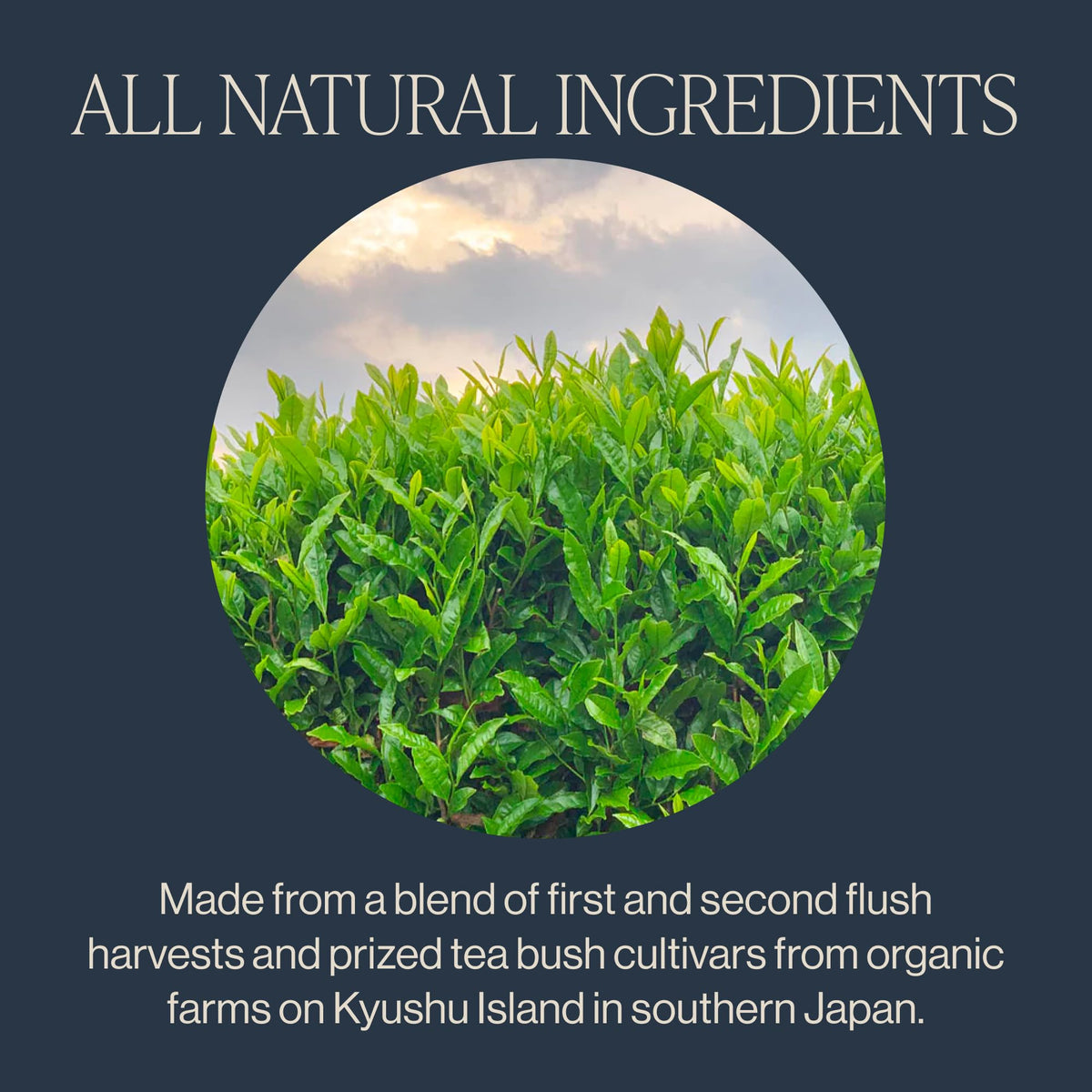 Rishi Tea Sachets de Thé Vert Sencha Bio - Détails du sachet