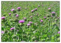 Sachet de graines de chardon-Marie ouvert avec des graines visibles