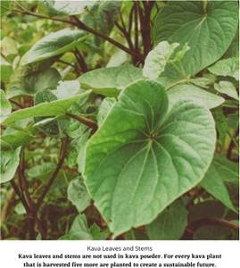 Sachet de Kava Kava sur un fond naturel