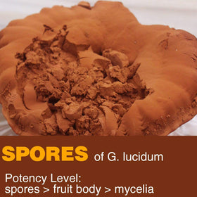 Sachet de Poudre de Spores de Reishi Yuanziyuanfang