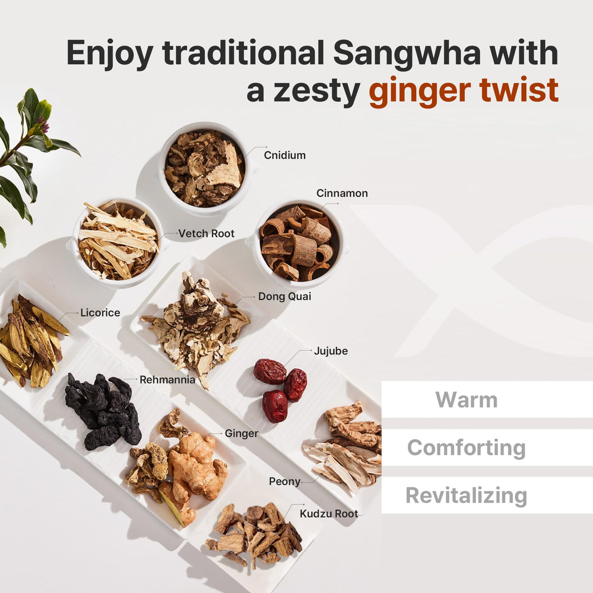 Sachet de thé au gingembre KWANGDONG dans une tasse