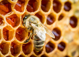 Sachet refermable de 240g de poudre de propolis Jovvily sur fond blanc