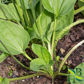 Sachet refermable de poudre de feuille de plantain Herb To Body, arrière
