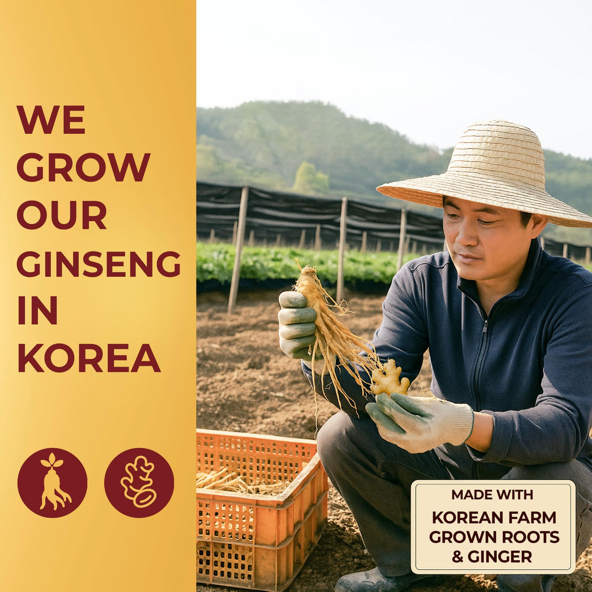 SAMSIDAE Thé de Ginseng Rouge Coréen ingrédients