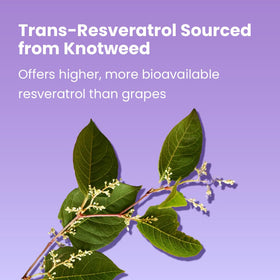 Sanar Naturals Resveratrol 500mg contenant sur fond blanc