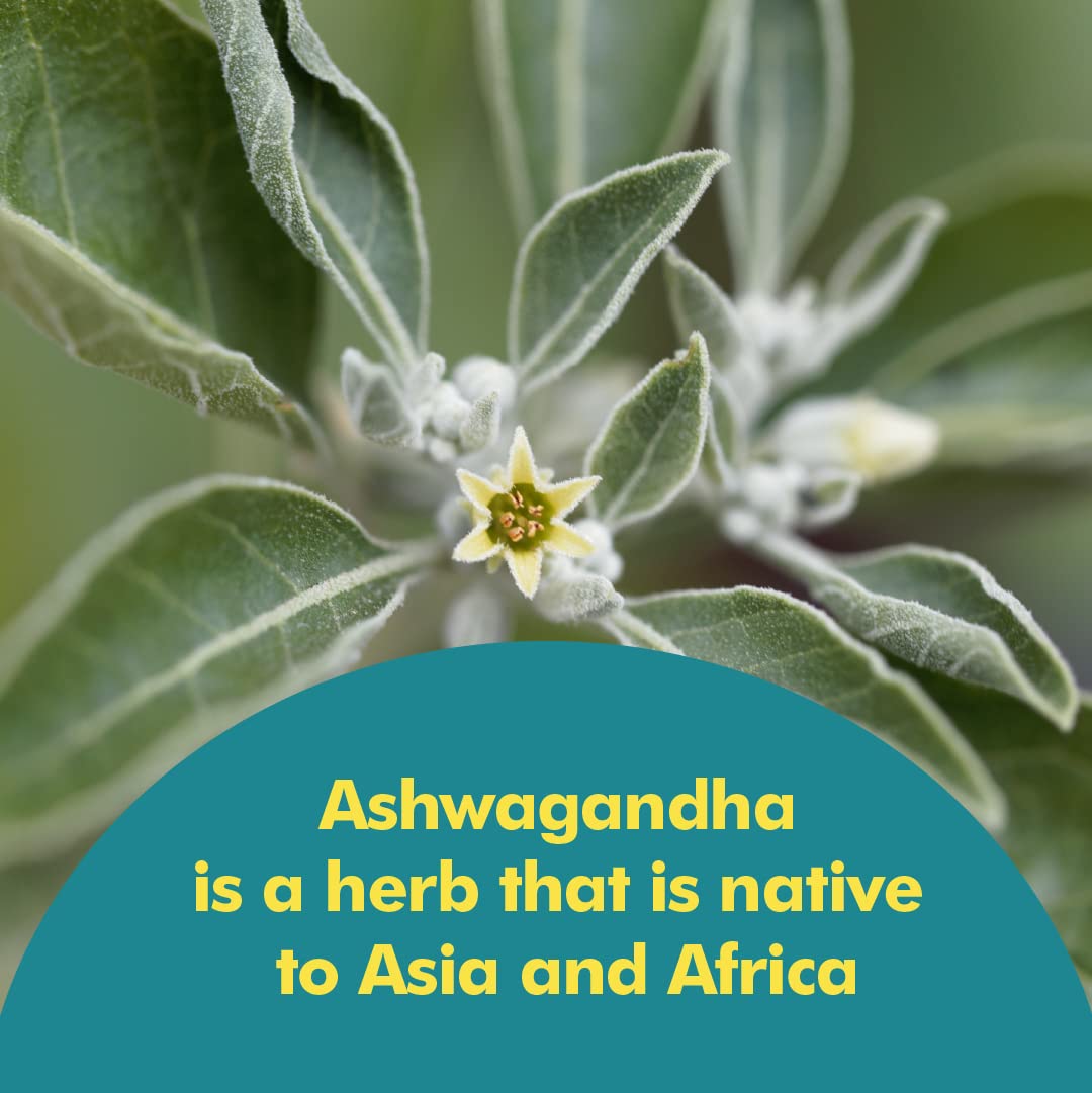 Santo Remedio Ashwagandha 1000 mg capsules ouvertes montrant le contenu