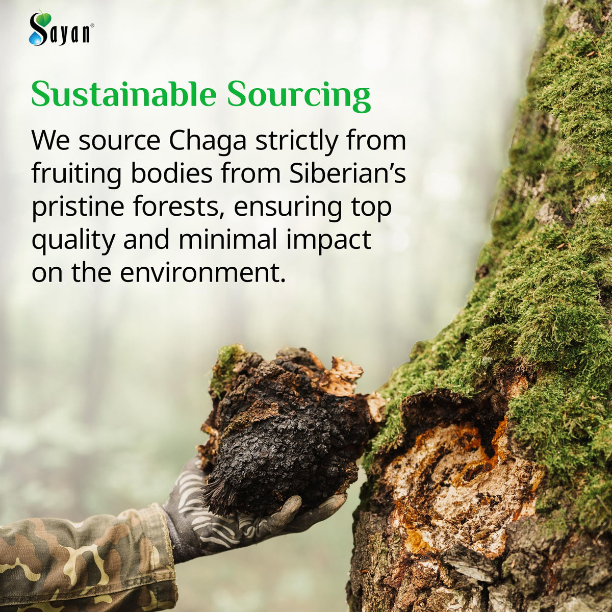 Sayan Chaga Mushroom Capsules avec étiquette visible