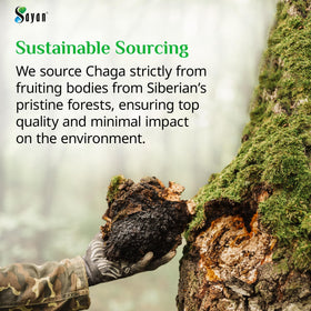 Sayan Chaga Mushroom Capsules avec étiquette visible