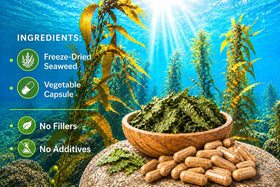 Seagate Algues Déshydratées 500 mg 100 Capsules - capsules ouvertes