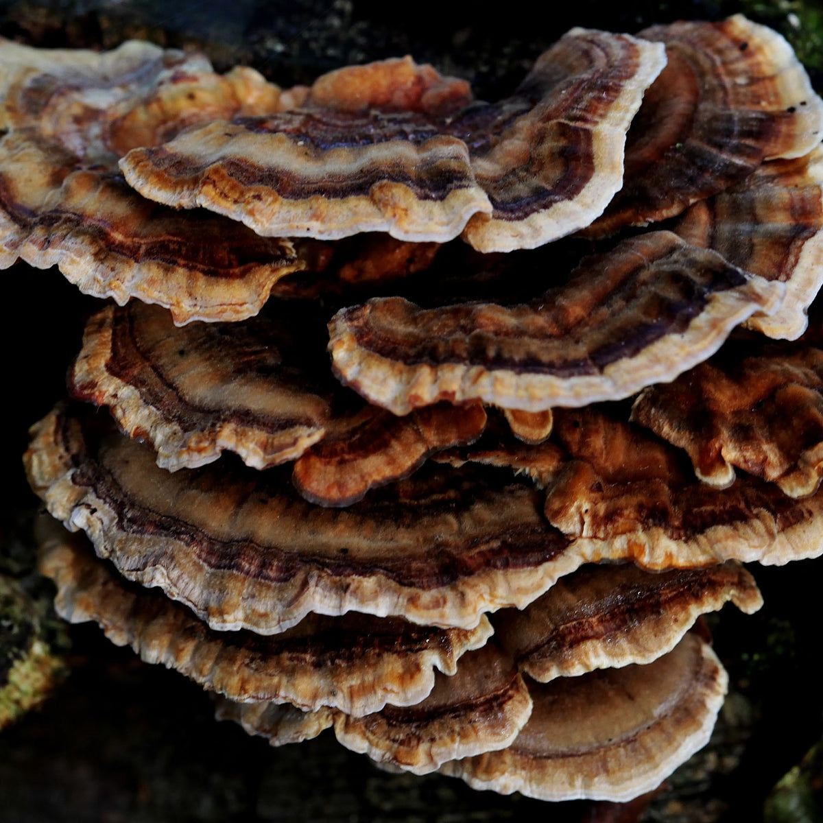 Seau de champignon Turkey Tail sur une table en bois