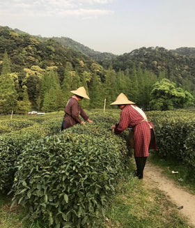 Silk Road Teas Thé Vert Longjing Bio 50g avec des feuilles de thé