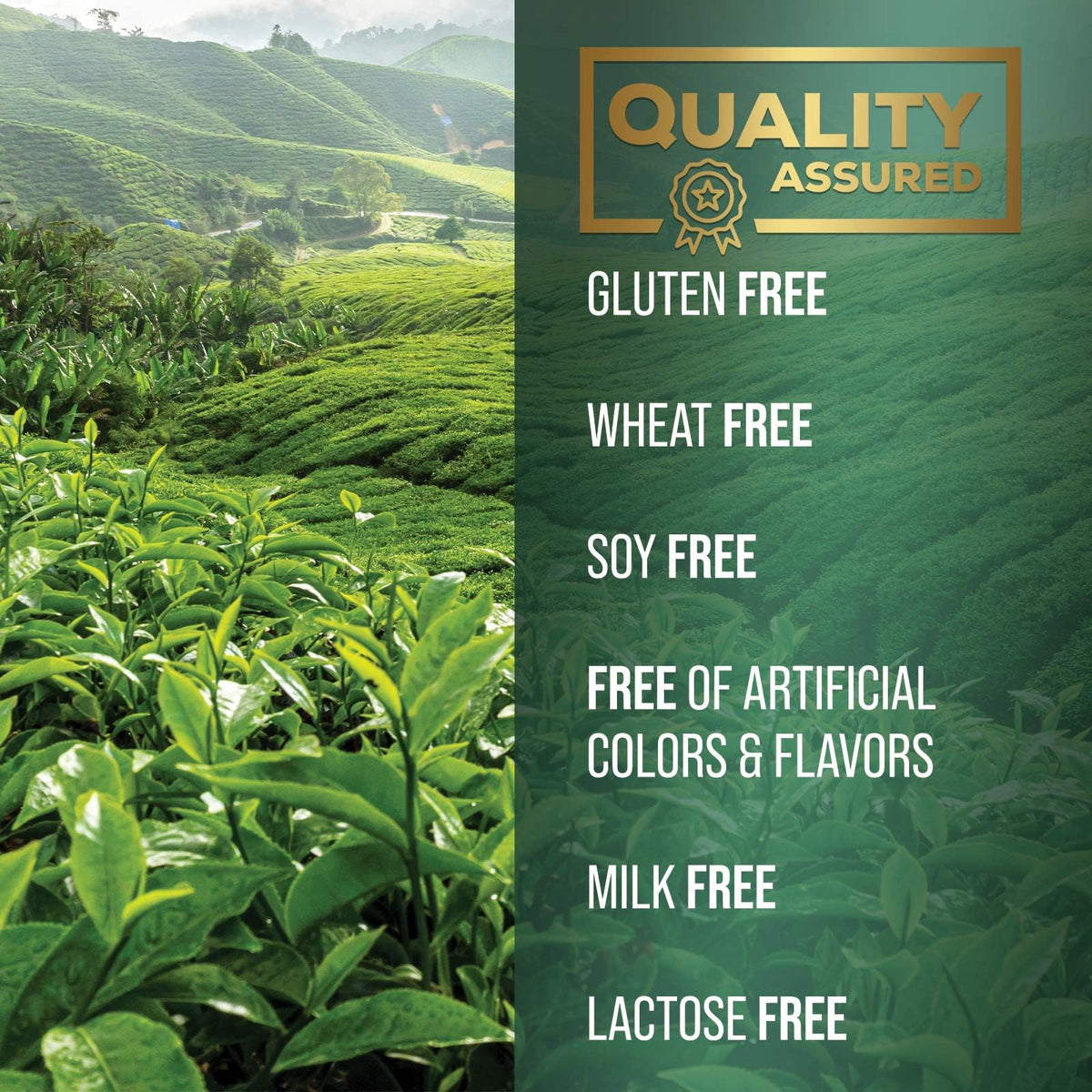 SILVERONYX Extrait de Thé Vert 1000 mg, informations nutritionnelles
