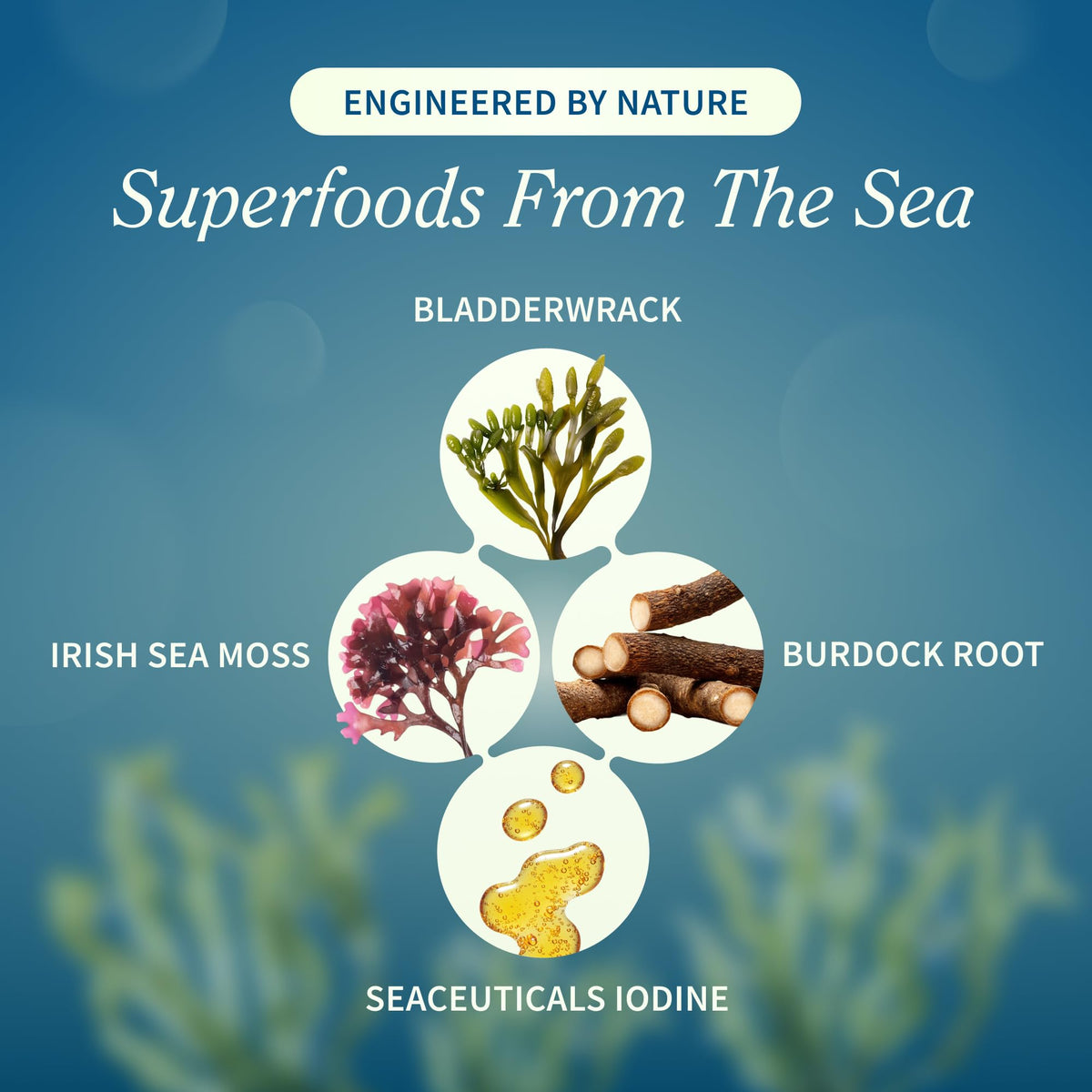 Snap Supplements Irish Sea Moss - étiquette de près