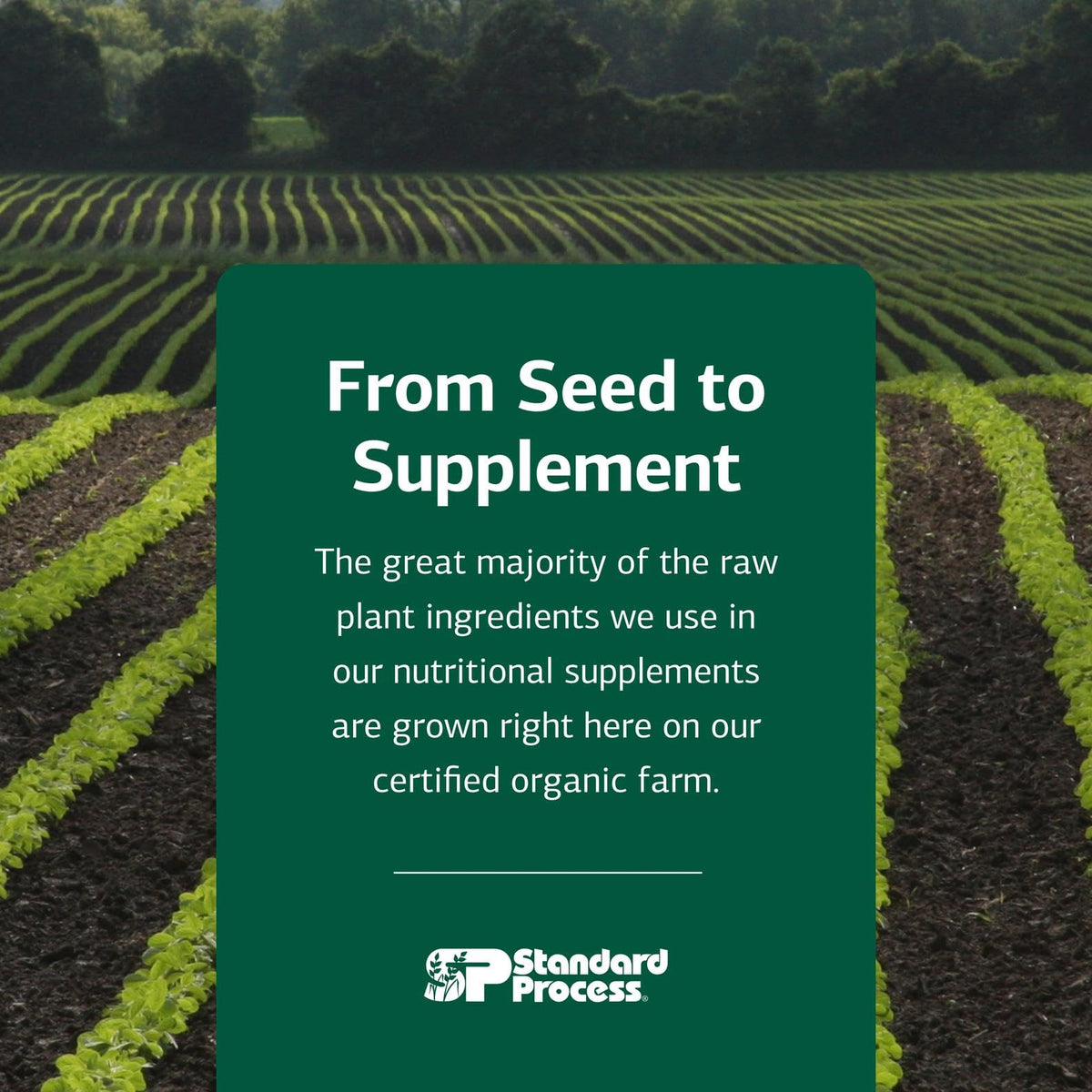 Standard Process Huile de Graines de Cassis, gélules sur une table en bois