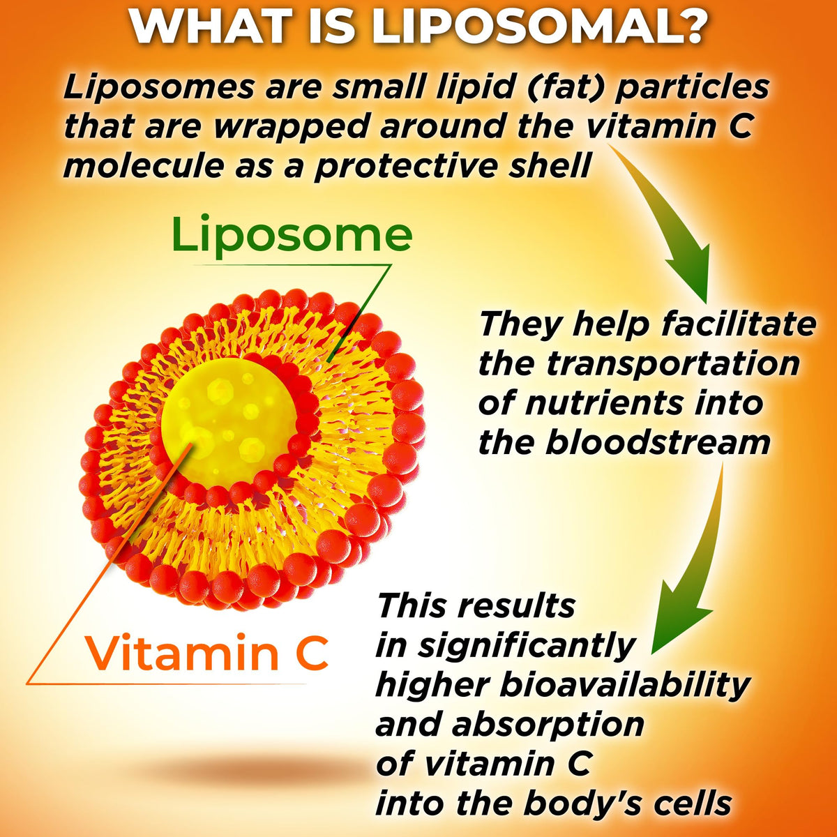 SUPPLEMENTS STUDIO Vitamine C Liposomale 1500mg ingrédients