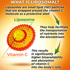 SUPPLEMENTS STUDIO Vitamine C Liposomale 1500mg ingrédients