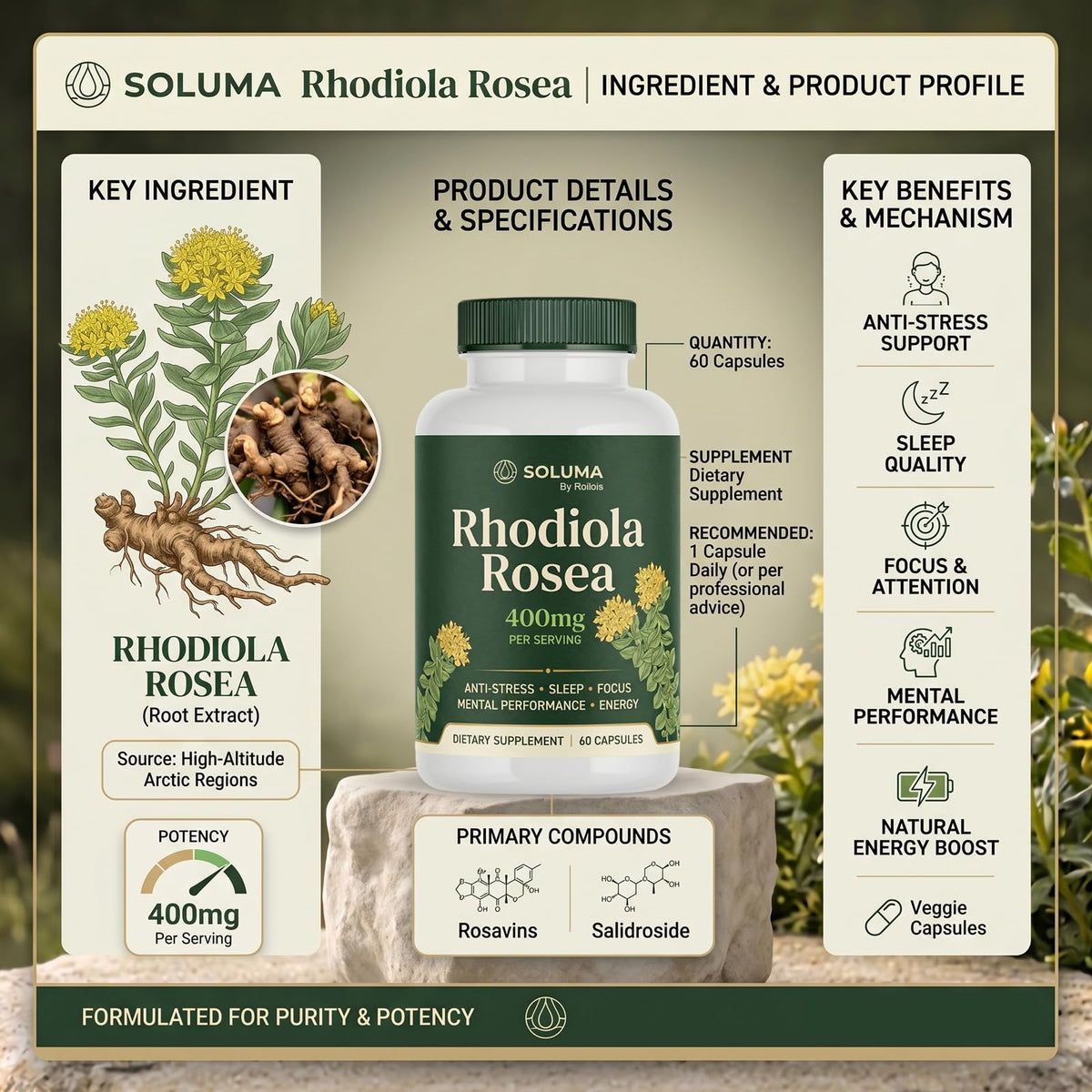 Tablette de Roilois Rhodiola Rosea sur une surface claire