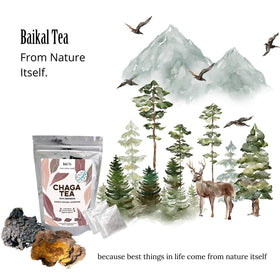 Tasse de Chaga Tea avec des champignons Chaga à côté