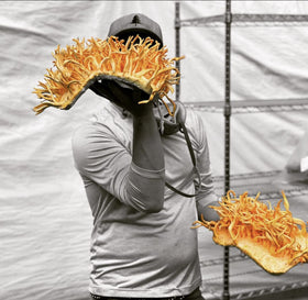 Teinture de champignon cordyceps versée dans une cuillère