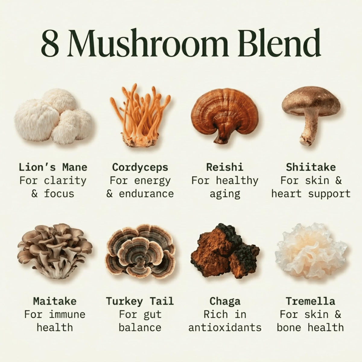 Teinture de champignons bio Fantastic Fungi versée dans une cuillère
