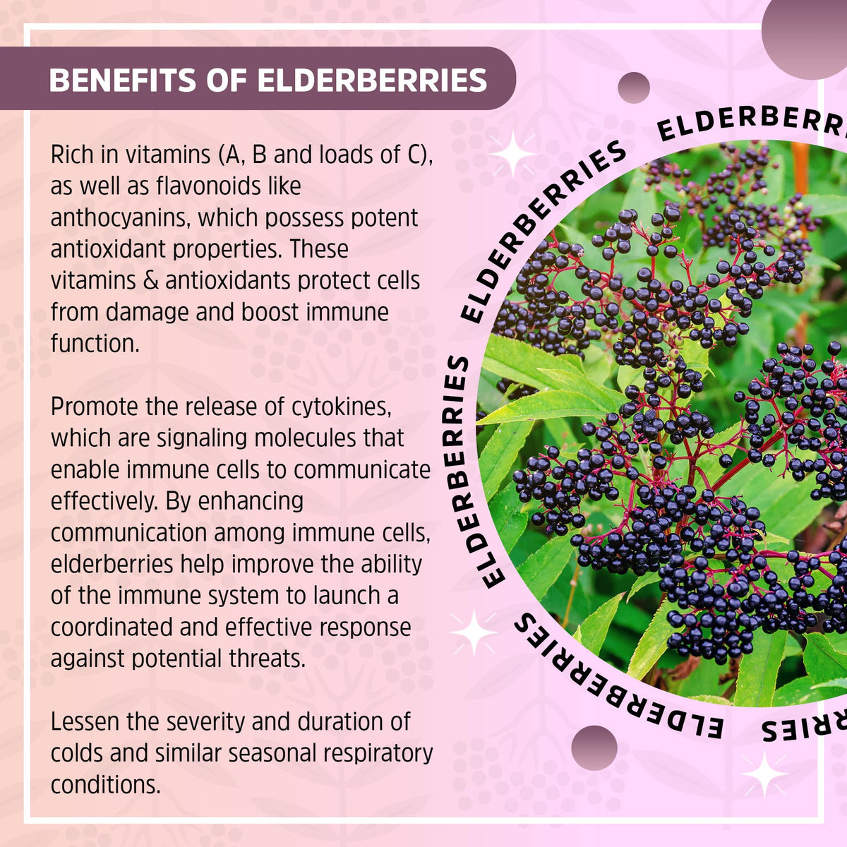 Teinture de sureau biologique Seattle Elderberry sur une table en bois