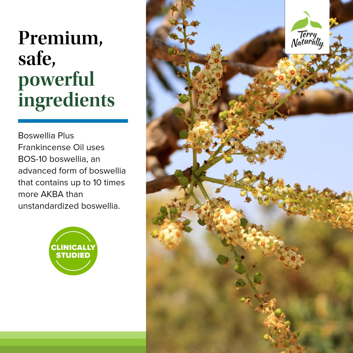Terry Naturally Boswellia Plus, vue arrière de l'emballage