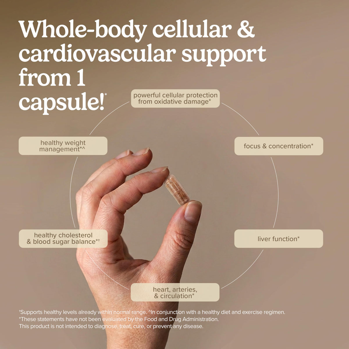 Terry Naturally OPC 150mg capsules ouvertes montrant leur taille