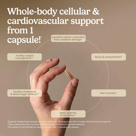 Terry Naturally OPC 150mg capsules ouvertes montrant leur taille