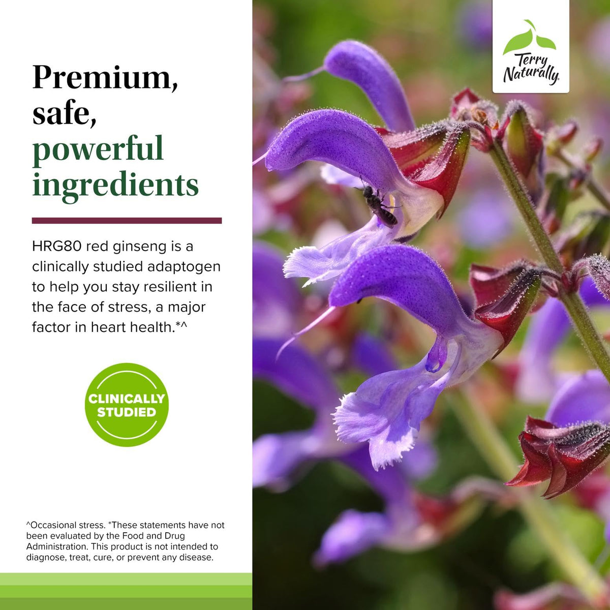 Terry Naturally Red Sage Plus étiquette avec spécifications