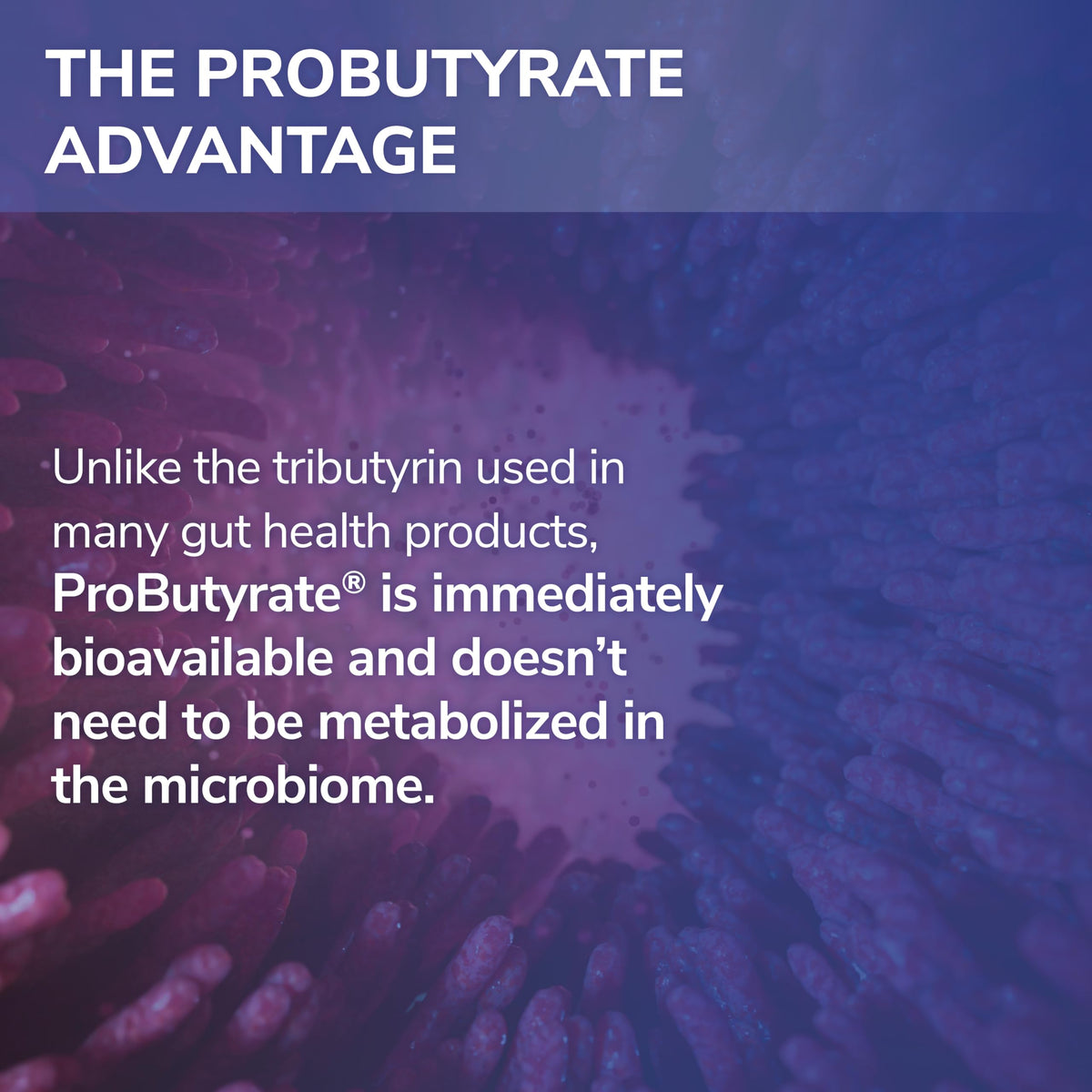Tesseract ProButyrate 600mg capsules in a hand