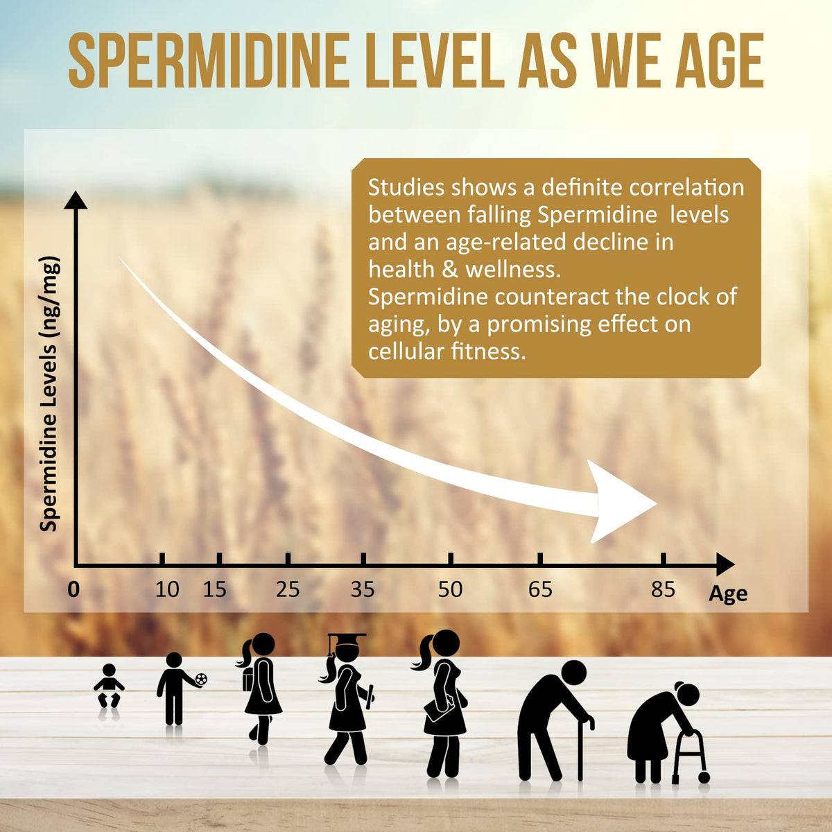 Thalacy Spermidine 240 capsules avec étiquette visible