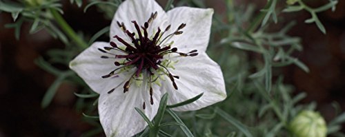 The Blessed Seed Huile de Nigelle Capsules avec étiquettes de qualité