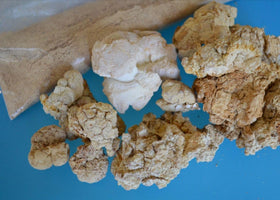 TIGERMM Champignon Lait de Tigre 450mg vue de côté