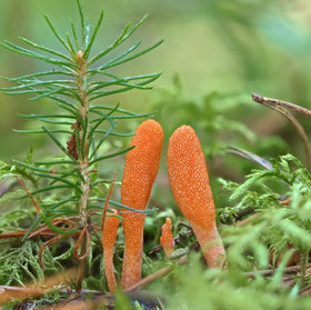 Tincture de Cordyceps Bio versée dans une cuillère