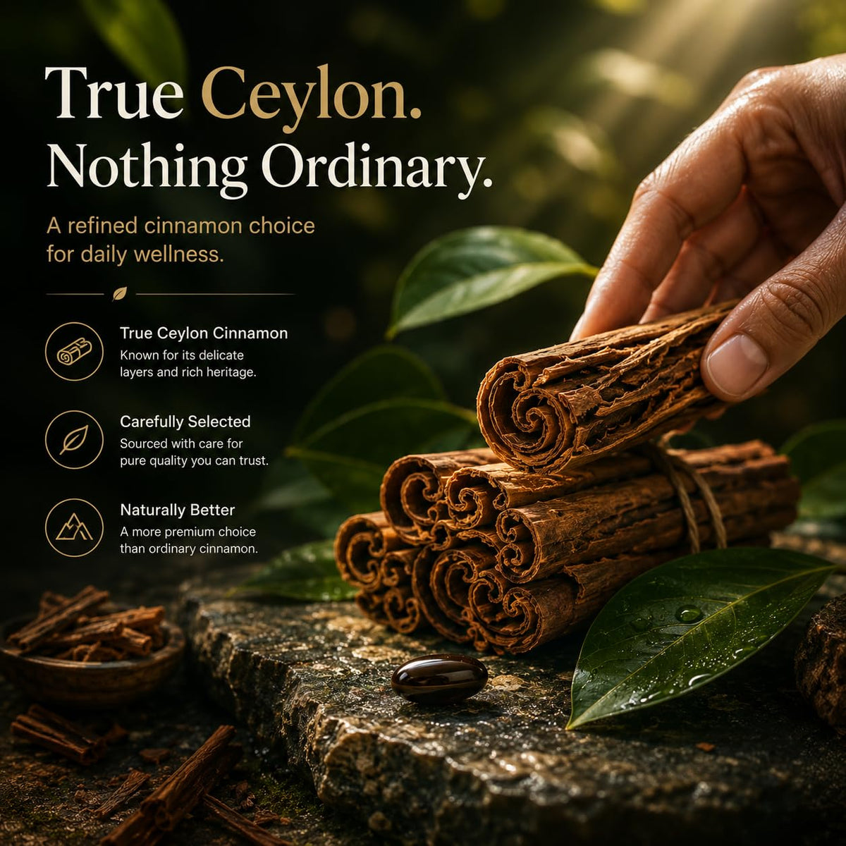 TOGOLIUN gélules de cannelle Ceylan montrant la taille des gélules