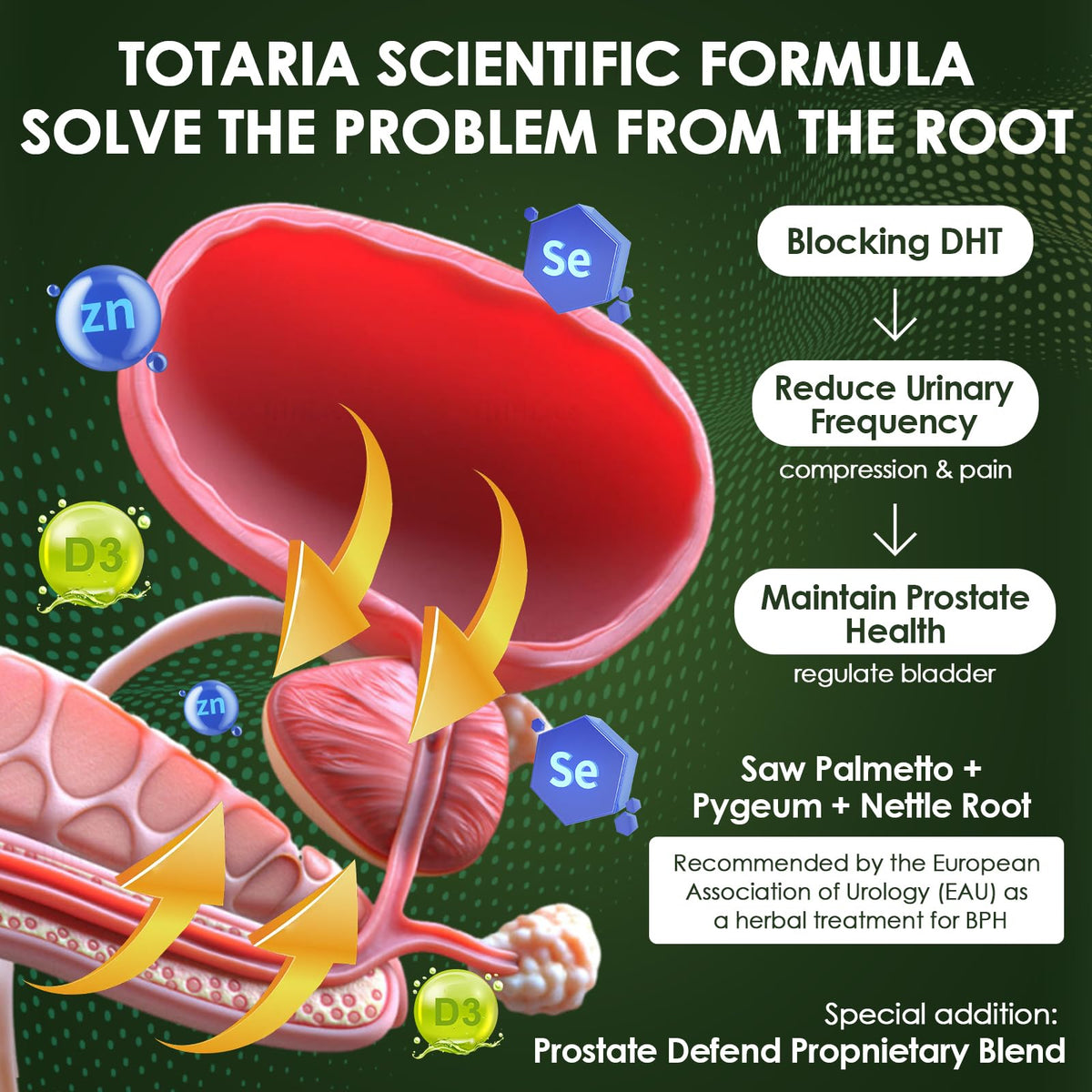 Totaria Saw Palmetto 240 gélules avec des plantes médicinales