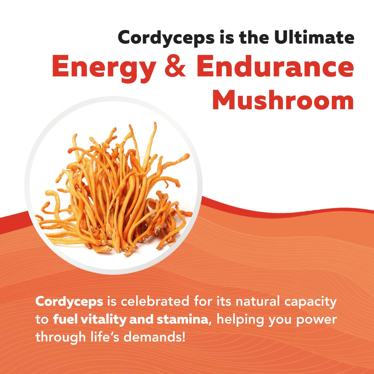Triquetra Health Extrait de Champignon Cordyceps Bio 449g en verre