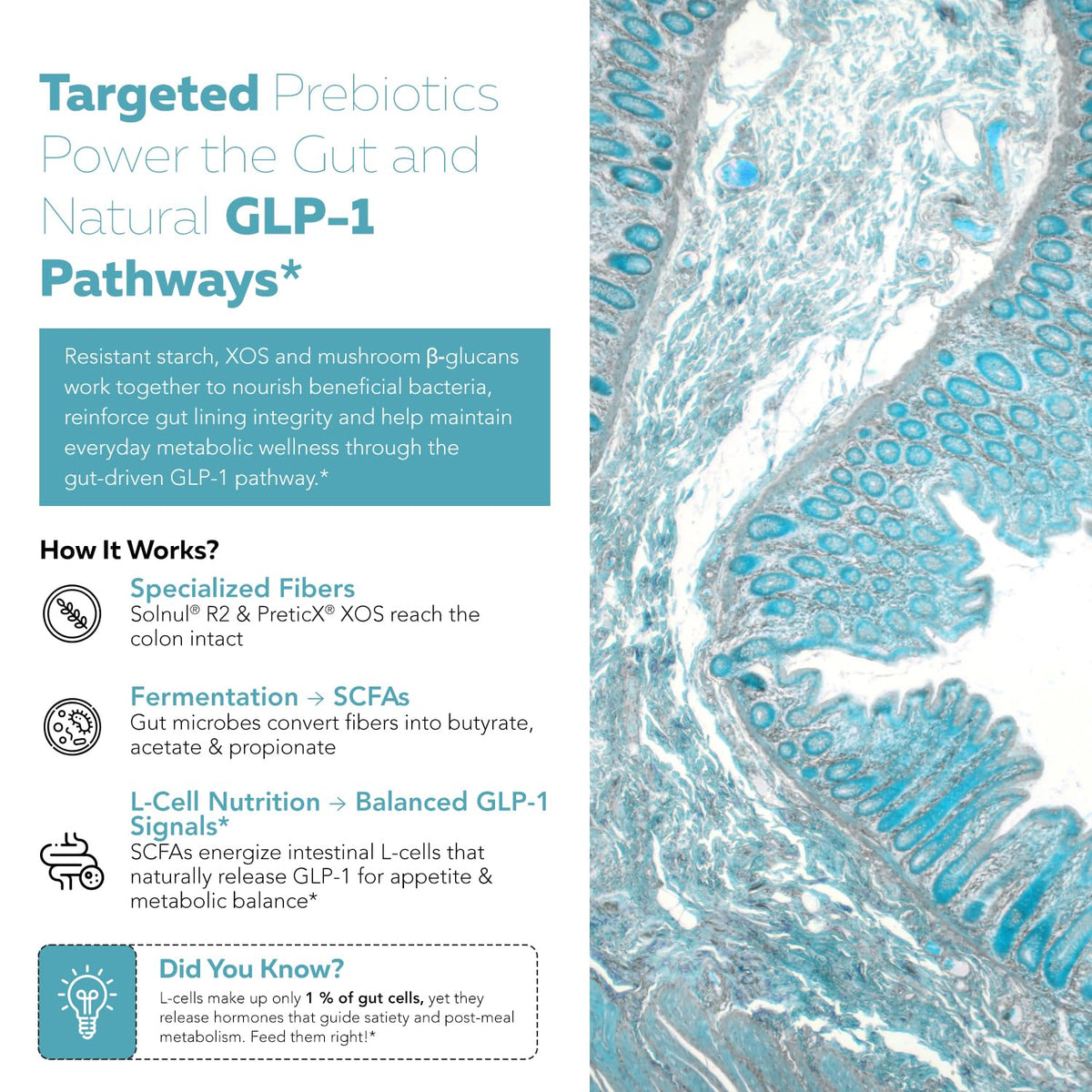 Triquetra Health GLP-Pre™ Ingrédients en détail sur l'emballage