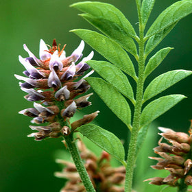 Utilisation de la poudre de réglisse dans une boisson