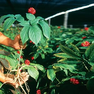 Utilisation des racines de ginseng Hsu's dans une infusion