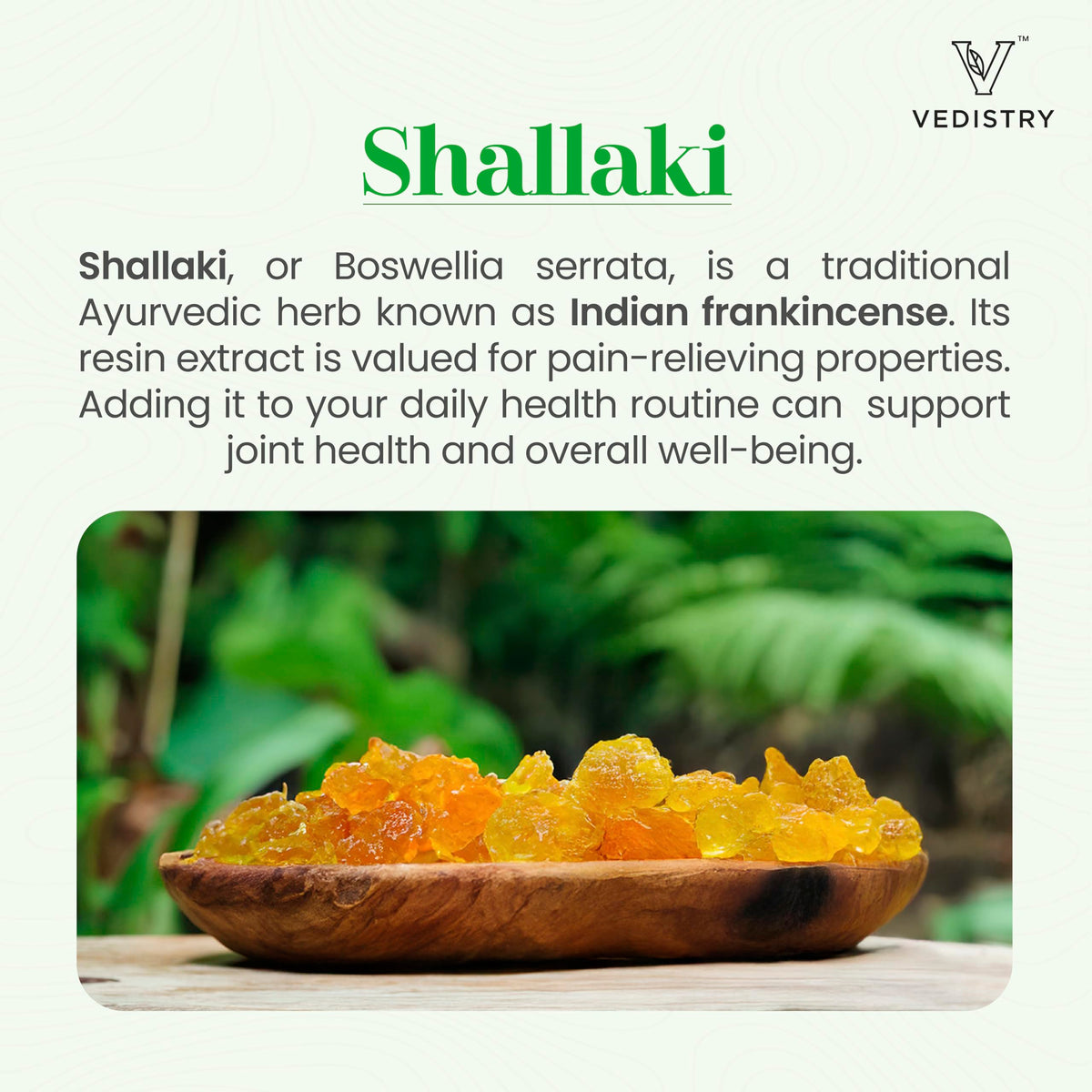 Vedistry Boswellia dans un environnement naturel
