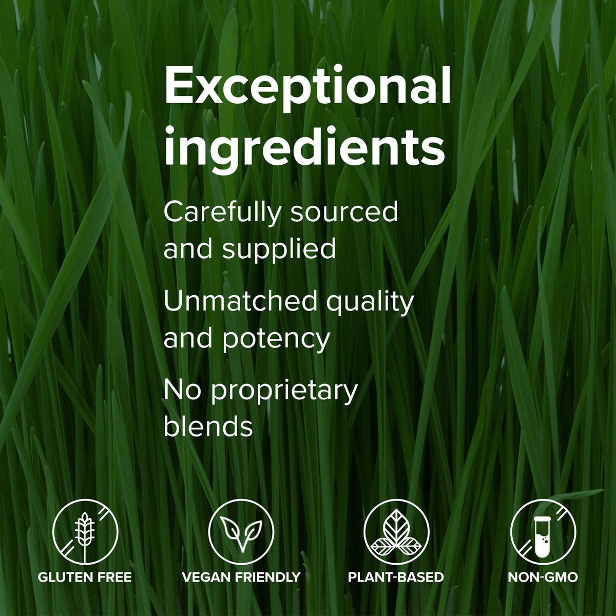 Vibrant Health Green Vibrance Poudre Superaliment vue de dessus
