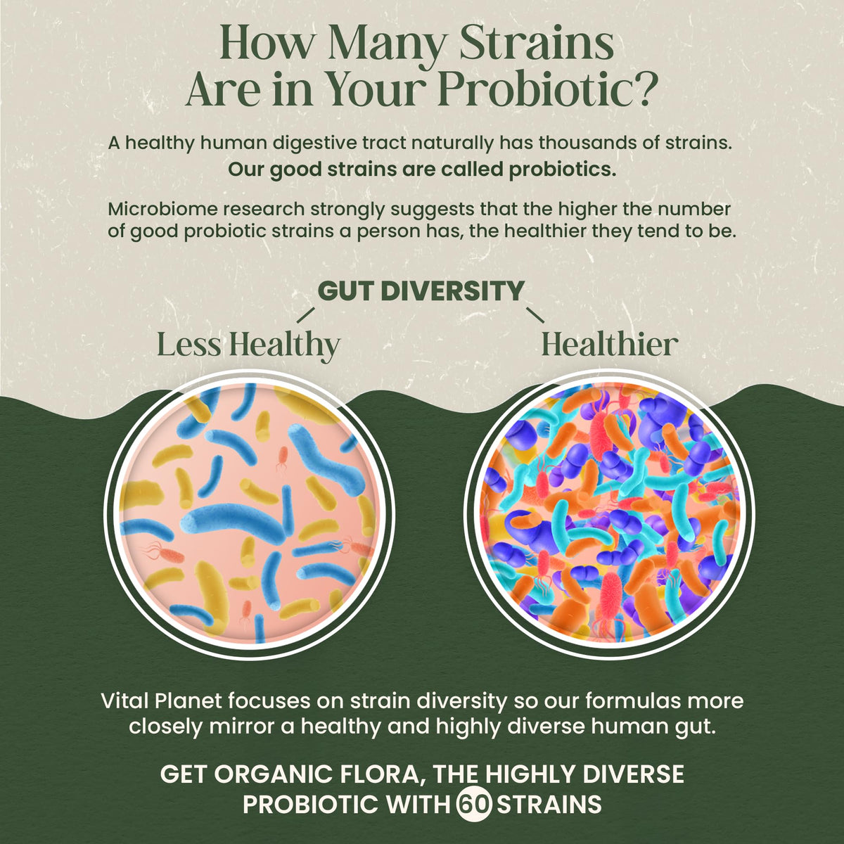 Vital Planet Probiotiques Bio pour Hommes avec étiquette visible